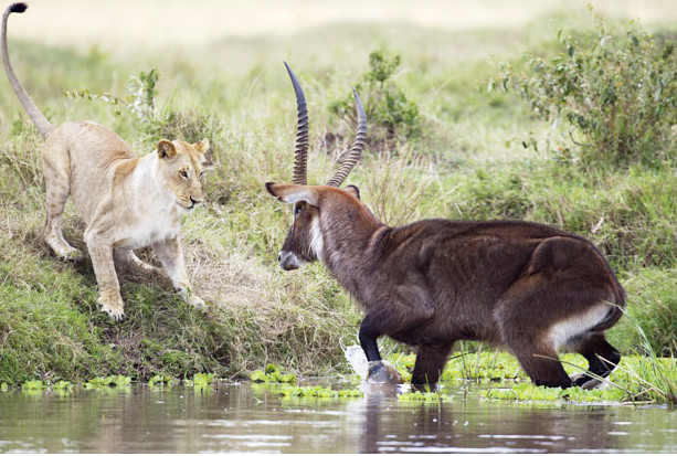 Hươu dùng hết sức bình sinh đánh thắng sư tử