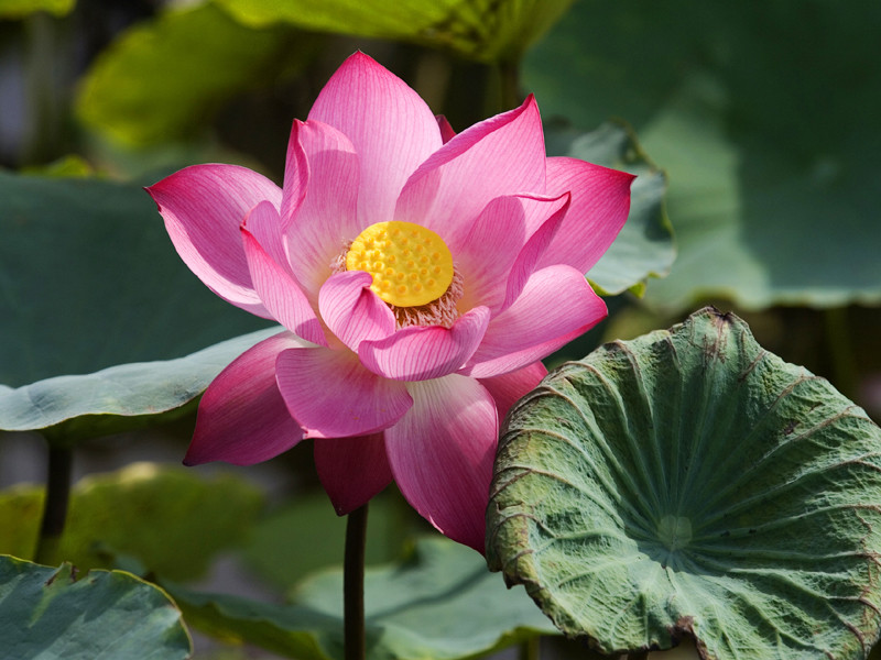 Chọn quốc hoa, không đơn giản