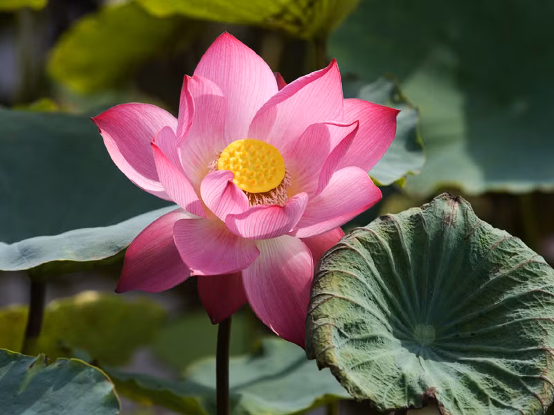 Chọn quốc hoa, không đơn giản