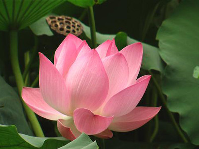 Nhiều người nước ngoài thích sen hồng