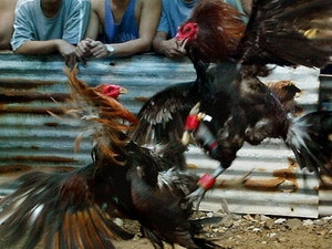 Gà chọi 'thọi' chết người