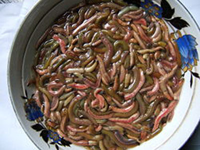 Thu tiền tỉ từ mùa rươi