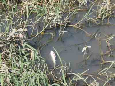 Vớt cá chết trên sông Sêrêpôk đem bán