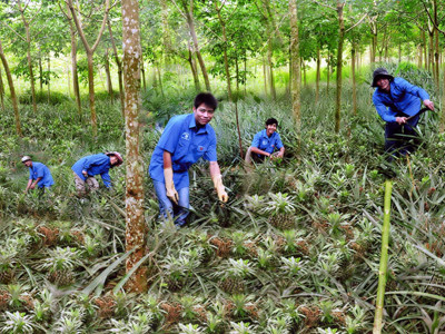 Chàng trai mê kinh tế vườn đồi