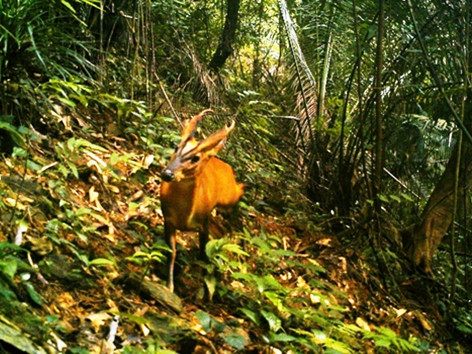 Phát hiện loài Mang lớn quý hiếm