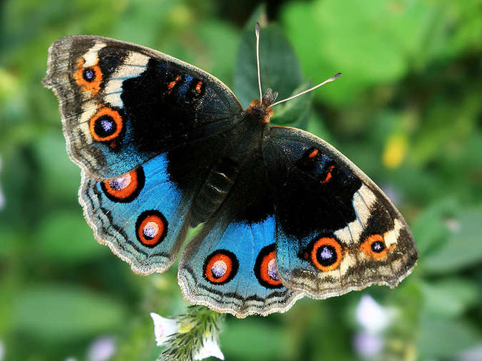 Phát sốt với 'mỹ nữ' trong tự nhiên