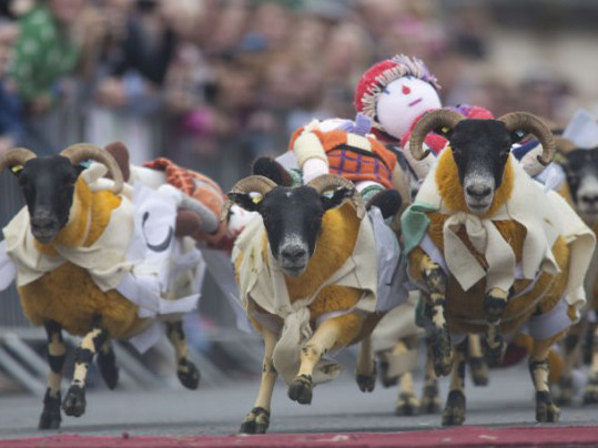 Đua cừu ở Scotland