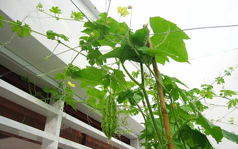 Giới nhà giàu ‘thâm canh’ trên biệt thự