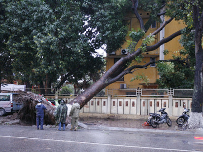 Hà Nội: Đổ cây xà cừ to nhất phố Nguyễn Du