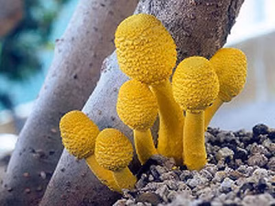 Ngỡ ngàng trước thế giới muôn màu của nấm