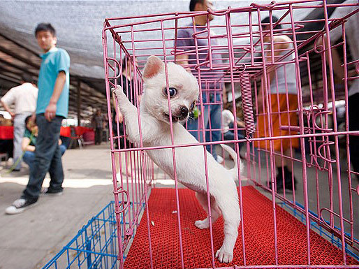 Chó bị nhốt trong lồng