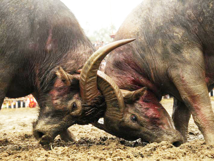 Những đòn đánh đẹp nhất hội chọi trâu Hải Lựu