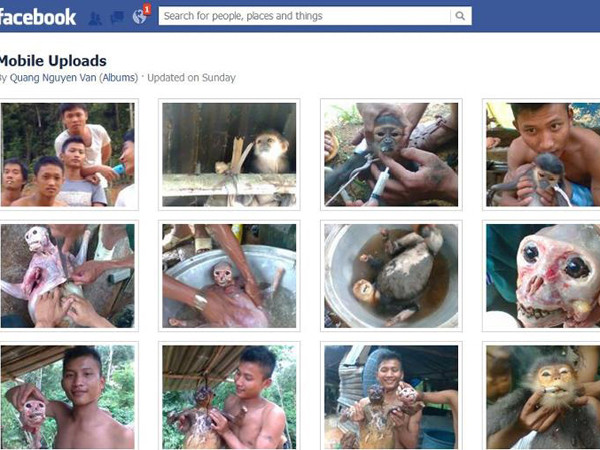 Cảnh giết hại dã man con voọc quý hiếm đang mang thai Nguồn: Facebook