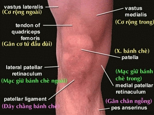 Tại sao không có xương bánh chè tại khuỷu tay?