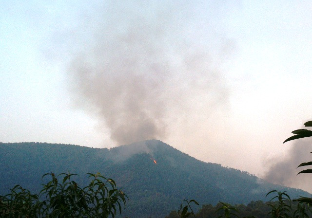 Cháy rừng thông hàng chục năm tuổi