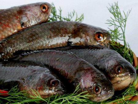 Vụng nước lúc nhúc cá tiến vua tưởng đã tuyệt chủng