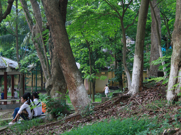 Phấp phỏng vì sưa