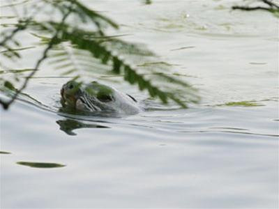 Sẽ gắn thiết bị định vị cho 'cụ' rùa