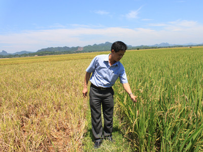 Nông dân sớm được hỗ trợ