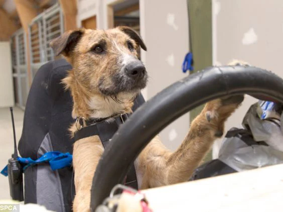 Những chú chó biết lái xe