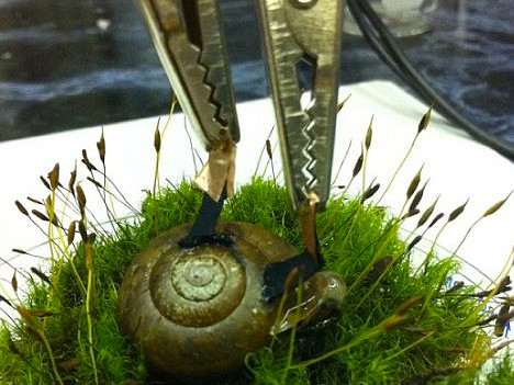 Sản xuất điện bằng ốc sên