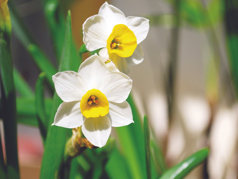 Thủy tiên lưu luyến hương xưa