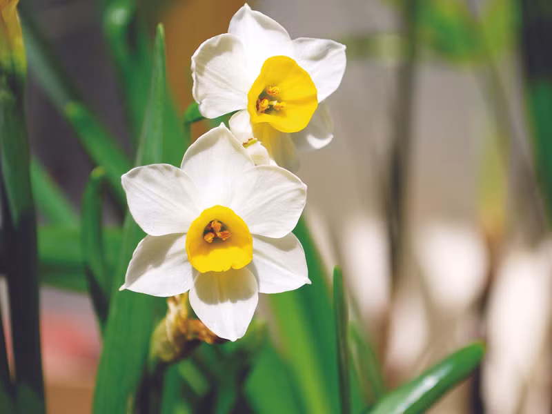 Thủy tiên lưu luyến hương xưa