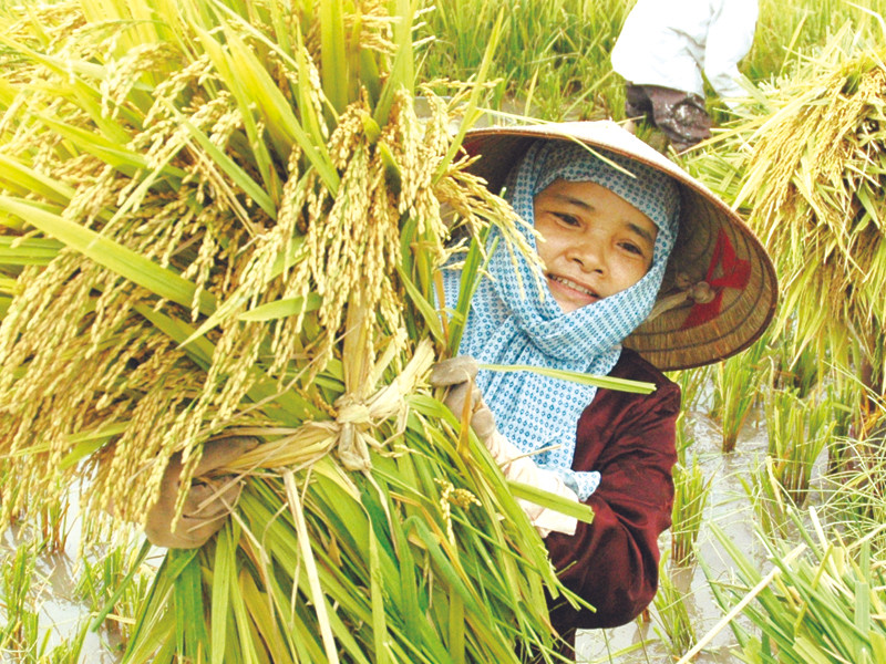 Cách mạng trong sản xuất nông nghiệp