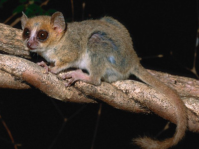 Tìm thấy hơn 600 loài sinh vật mới