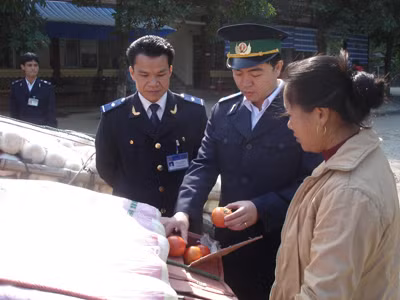 Gần 400 tấn gừng Trung Quốc nhập qua cửa khẩu Tân Thanh