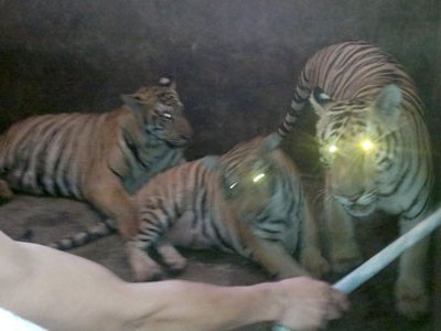 Sửng sốt nuôi nhốt hổ như nuôi lợn