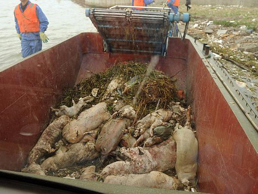 Bắt ba nghi phạm buôn bán thịt lợn nhiễm độc