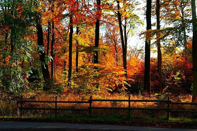 Bức tranh mùa thu tuyệt đẹp