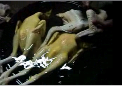 Kinh hoàng gà vàng ruộm nhờ... véc-ni làm bóng gỗ