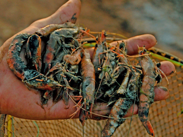 Mùa tôm cay đắng ở ĐBSCL