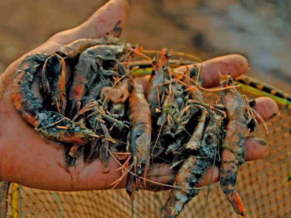 Mùa tôm cay đắng ở ĐBSCL