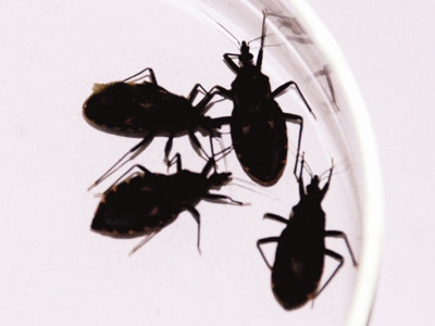 Bọ xít, ve bét: cùng hút máu nhưng truyền bệnh khác nhau