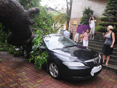 Sẽ thay thế hàng loạt cây xanh dễ bật gốc