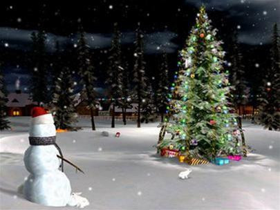 Cây thông Noel lâu năm nhất thế giới