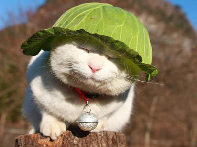 Những khoảnh khắc đáng yêu của động vật