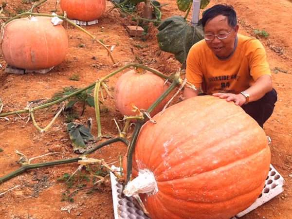 Kỳ hoa dị thảo ở Đà Lạt