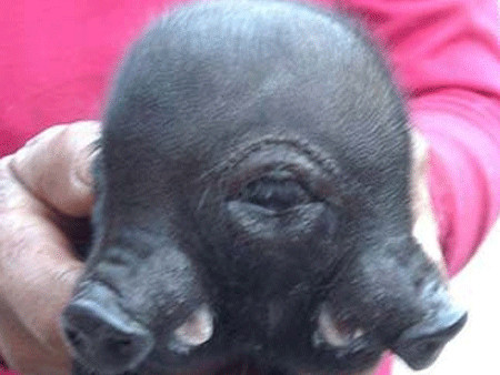 Lợn hai đầu ở Trung Quốc