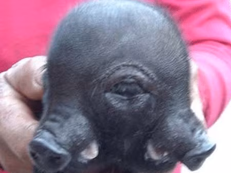 Lợn hai đầu ở Trung Quốc