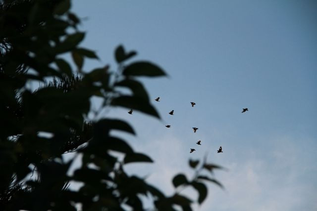 Chim trời về Quảng trường Đại Đoàn Kết ở Gia Lai