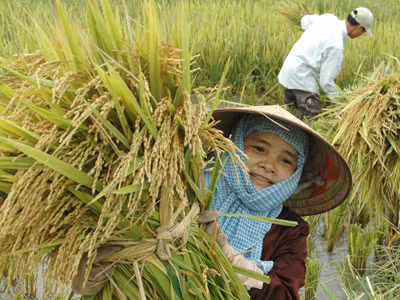 Phải trả lời vì sao nông dân bỏ ruộng