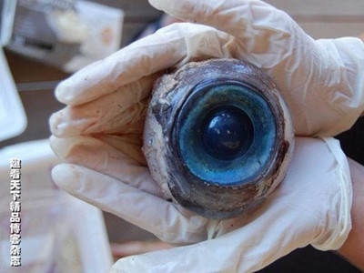 Những sinh vật lạ của năm 2012