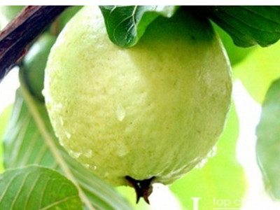 Cơ thể khỏe, làn da đẹp nhờ ổi