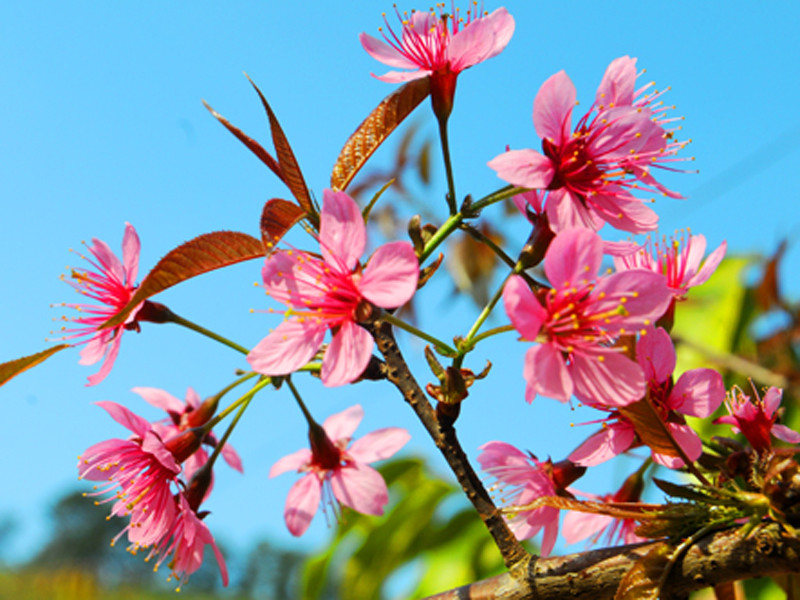 Ngắm cây đào rừng đẹp nhất Việt Nam