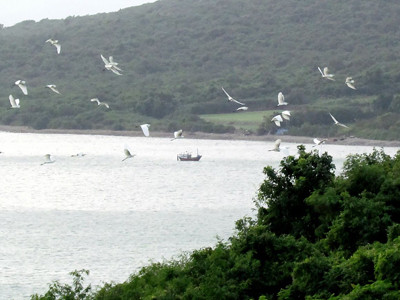 Xin ý kiến Thủ tướng về đặc khu Bắc Vân Phong