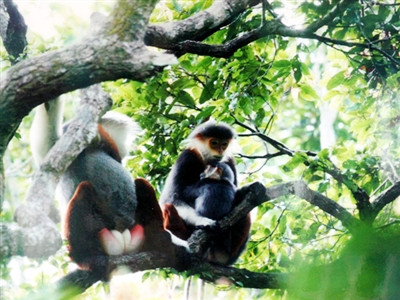Voọc tại một khu bảo tồn thiên nhiên
